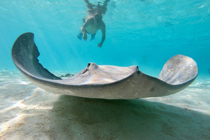Private Boat Tour of Moorea Lagoon - Price and Value: Is $293.94 Worth It?