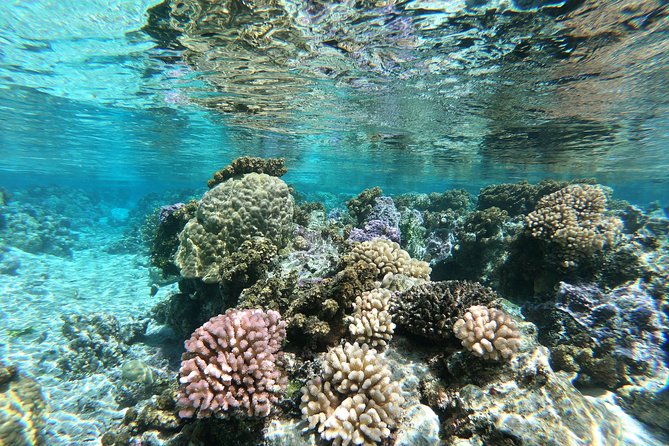 Private Boat Tour of Moorea Lagoon - When to Go: Early or Late Morning Pays Off