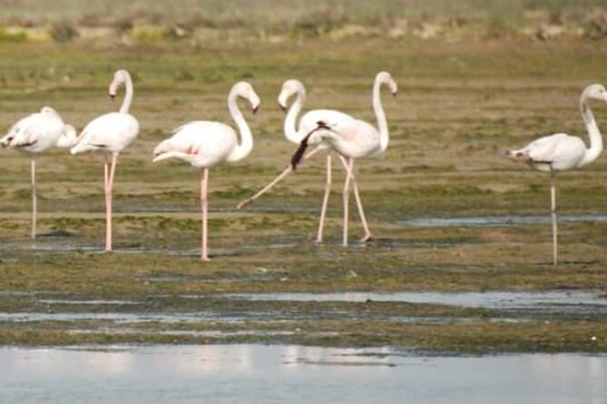 Private Boat Tour to Murano, Burano and Torcello - Weather, access fees, and day-of reality checks