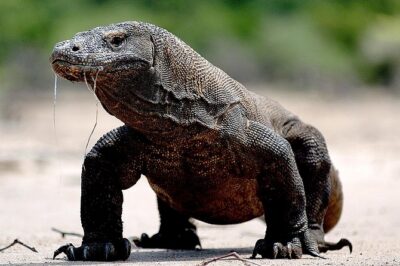 Private boat trip Komodo 2 or more person for 3 days 2 nights, Kelor, Rinca... - Price and value: what you’re paying for (and what you still need to budget)