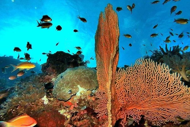 Private boat trip Komodo 2 or more person for 3 days 2 nights, Kelor, Rinca... - Wildlife here is real—so act like it