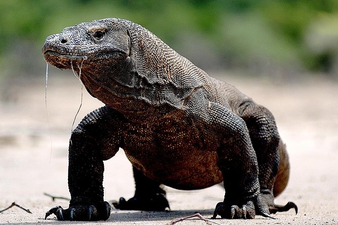 Private boat trip Komodo 2 or more person for 3 days 2 nights, Kelor, Rinca... - Price and value: what you’re paying for (and what you still need to budget)