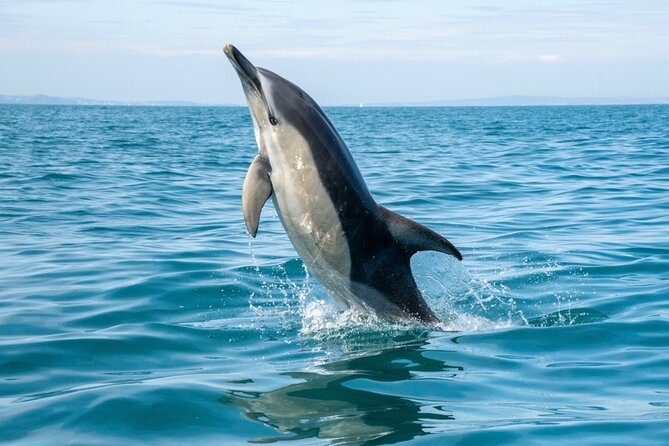 Private Coastal Boat Tour in Torquay - Key things that make this Torquay boat tour worth it
