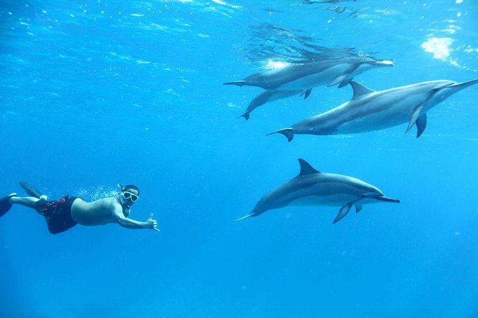 Private Dolphin House Boat Tour with Snorkeling & Lunch– Hurghada - Private boat with snorkeling and lunch: what this day really feels like