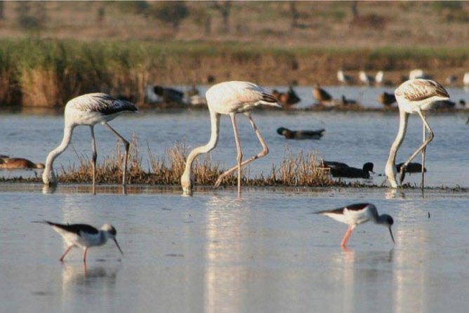 Private Half-Day Boat Tour in Ria Formosa from Faro - Private Format: The Real Value in Quiet, Control, and Flexibility
