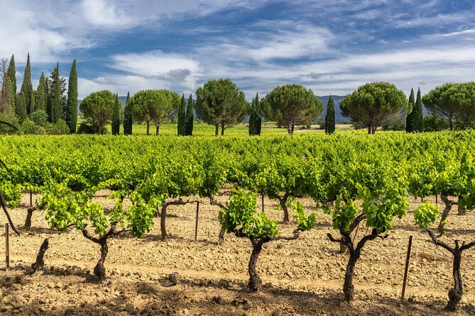 Provence Day Trip with Cassis Village Boat Ride and Local Wine Tasting from Aix - Should you book this Aix to Cassis day trip?
