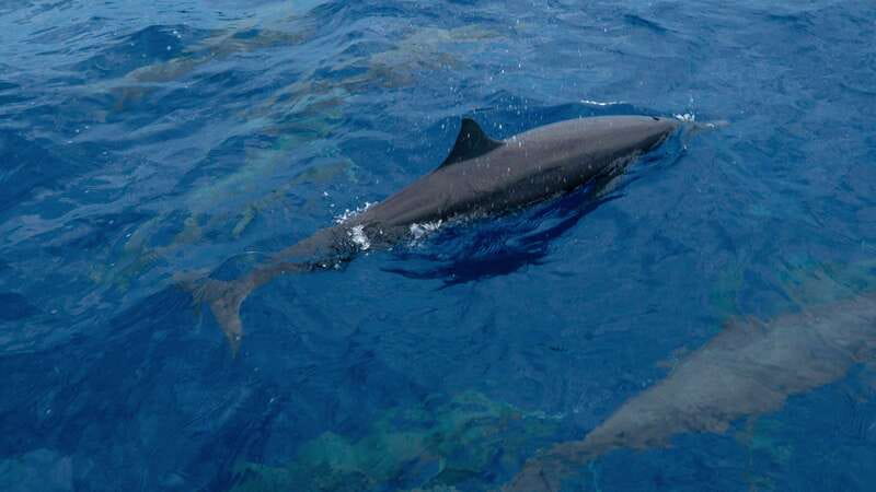 Puerto Escondido: Boat Tour among Dolphins and Turtles - Should you book this Puerto Escondido dolphin-and-turtle boat tour?
