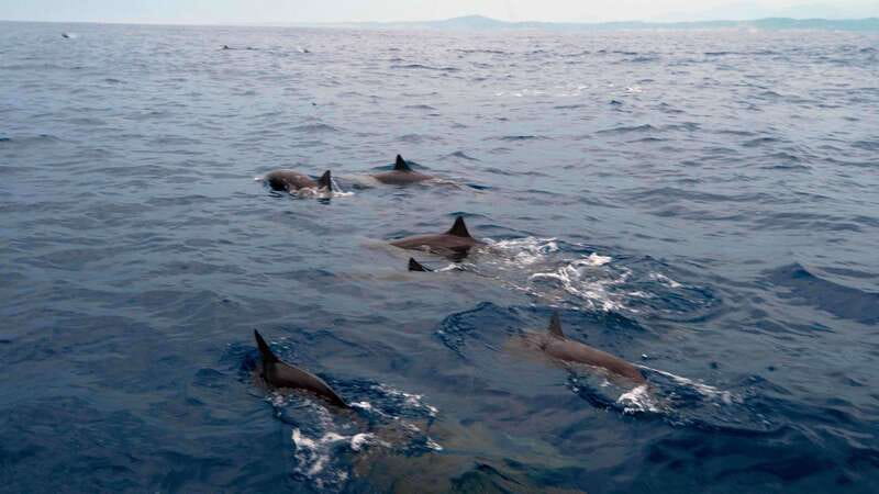 Puerto Escondido: Boat Tour among Dolphins and Turtles - The 3-hour Pacific cruise: how the captain finds wildlife