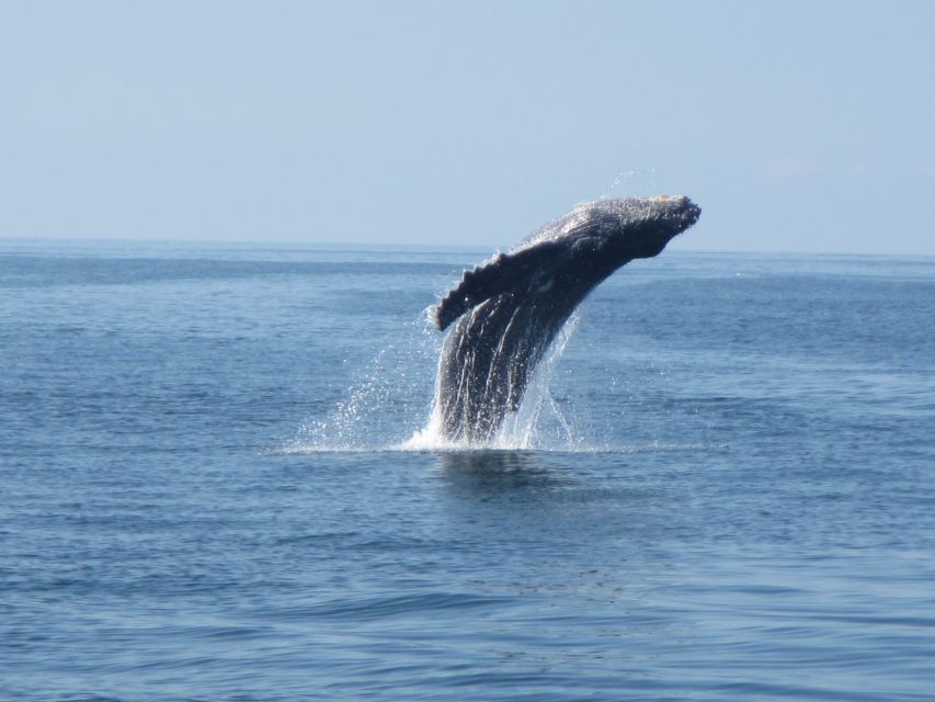 Puerto Escondido: Boat Tour among Dolphins and Turtles - Dolphins, sea turtles, and the rare whale moment
