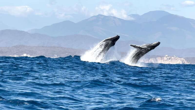 Puerto Escondido: Boat Tour among Dolphins and Turtles - The no-swim rule (and how to still get a great experience)
