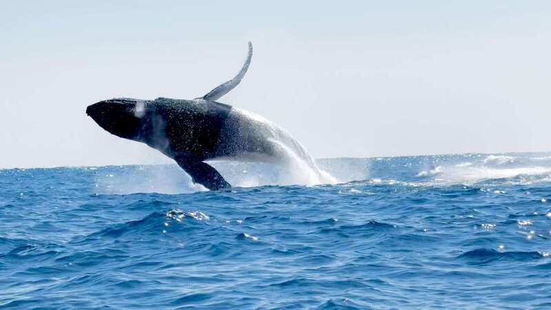Puerto Escondido: Boat Tour among Dolphins and Turtles - Price and value: why $79 can make sense here