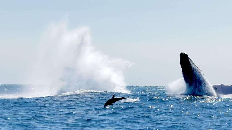 Puerto Escondido: Boat Tour among Dolphins and Turtles - What to bring for a morning on the water
