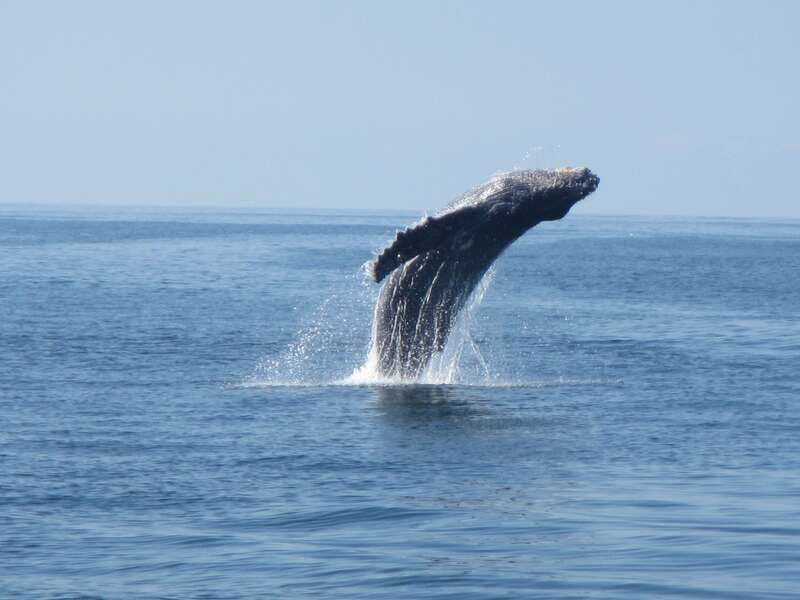 Puerto Escondido: Boat Tour among Dolphins and Turtles - Who this tour suits best (and who might want to skip it)