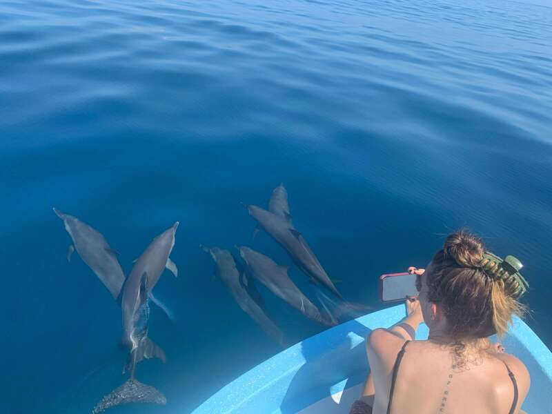 Puerto Escondido: Boat Tour to see Dolphins and Marine Life - Key highlights at a glance