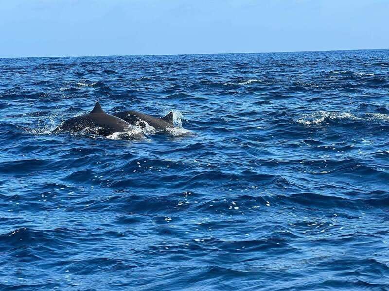 Puerto Escondido: Boat Tour to see Dolphins and Marine Life - Duration and pacing: why 2.5 to 3 hours works