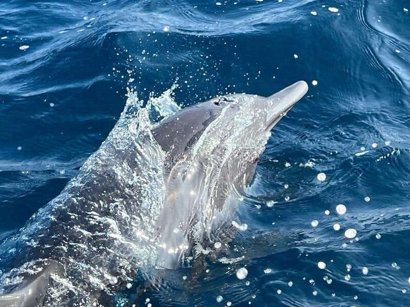Puerto Escondido: Boat Tour to see Dolphins and Marine Life - What you’re likely to see: dolphins, turtles, rays, birds, and winter humpbacks