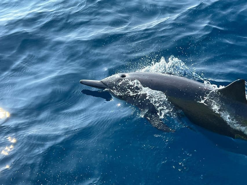 Puerto Escondido: Boat Tour to see Dolphins and Marine Life - Swimming near dolphins and turtles: what’s included and what can limit it