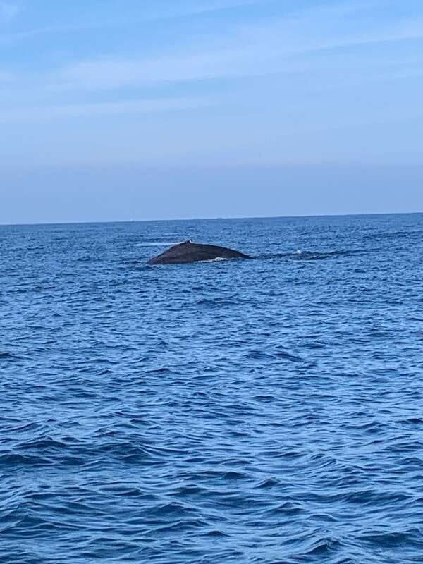 Puerto Escondido: Boat Tour to see Dolphins and Marine Life - Snorkeling the reef near the end: coral, fish, and calm-water timing