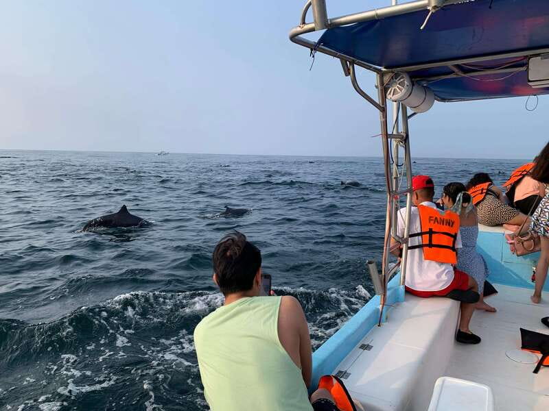 Puerto Escondido: Boat Tour to see Dolphins and Marine Life - Whale watching in winter (Nov to Mar): what to expect during the season