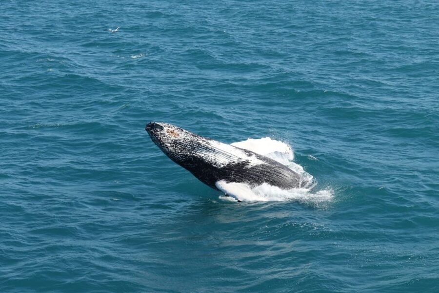 Reykjavik: Best Value Whale Watching Boat Tour - Key things that make this tour good value