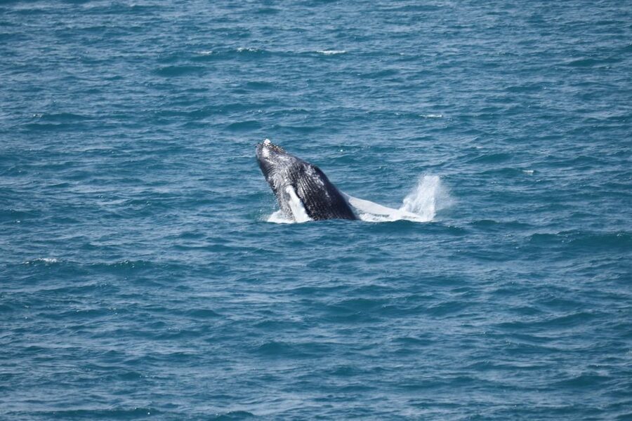 Reykjavik: Best Value Whale Watching Boat Tour - Should you book this Reykjavik whale tour?