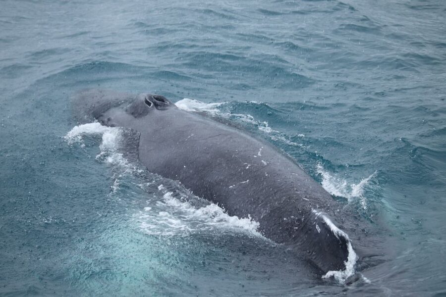 Reykjavik: Best Value Whale Watching Boat Tour - Reykjavik’s Old Harbour start: getting on the water without wasting time