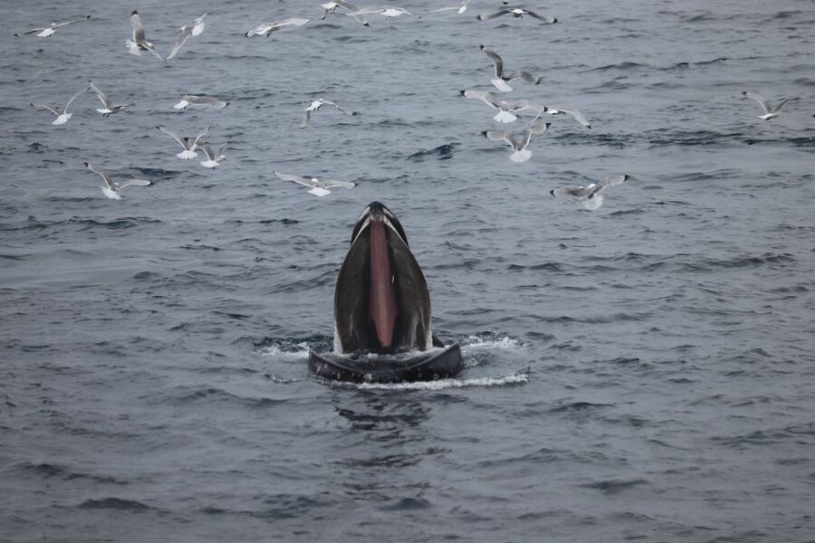 Reykjavik: Best Value Whale Watching Boat Tour - The boat setup: heated cabins, toilets, Wi‑Fi, and real cold-weather gear