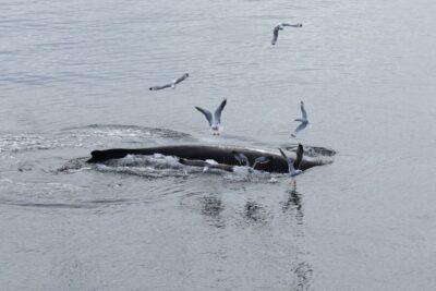 Reykjavik: Best Value Whale Watching Boat Tour - Faxaflói Bay for 2.5 hours: what you’re really paying for