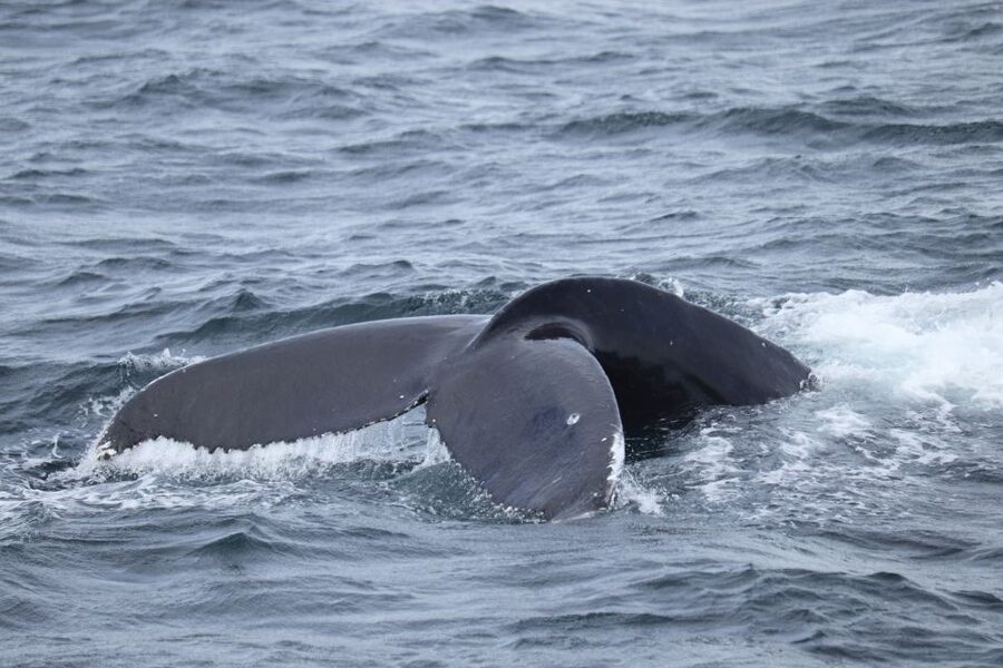 Reykjavik: Best Value Whale Watching Boat Tour - What species you can realistically hope to see