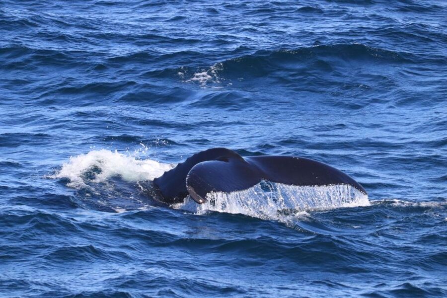 Reykjavik: Best Value Whale Watching Boat Tour - How the guides and captain handle whale watching ethically