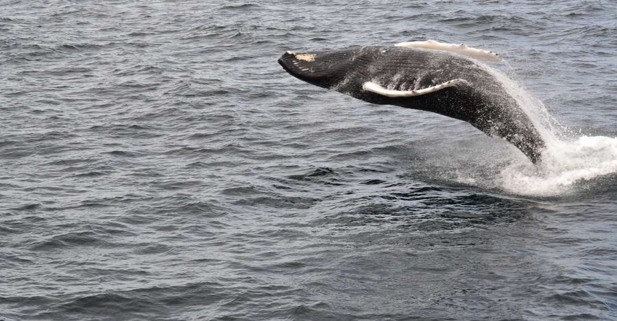 Reykjavik: Best Value Whale Watching Boat Tour - Price and value: is $103 per person actually fair?