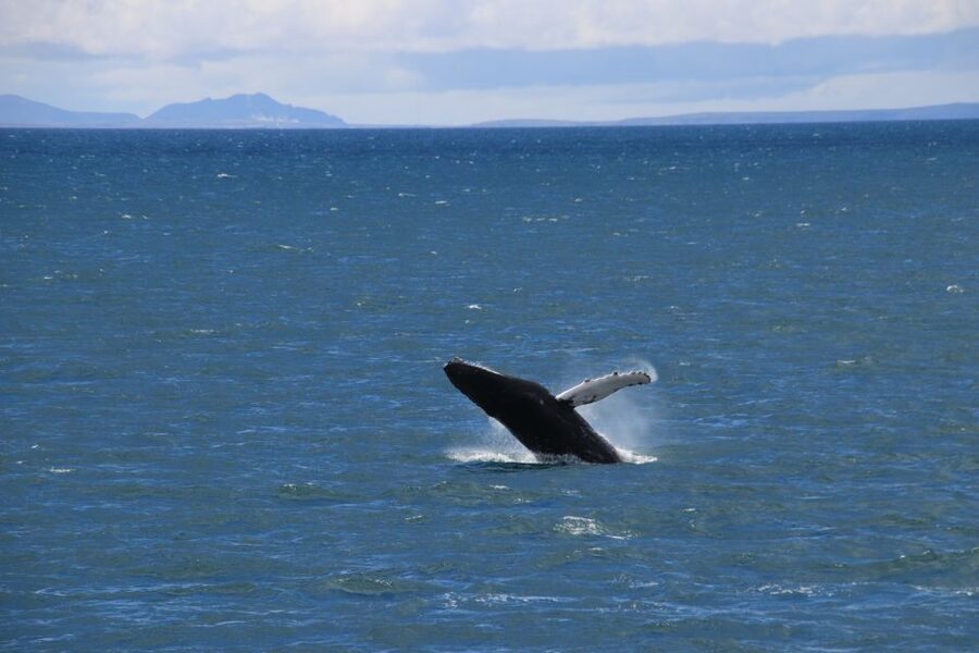 Reykjavik: Best Value Whale Watching Boat Tour - Practical logistics: meeting point, timing, and what to pack