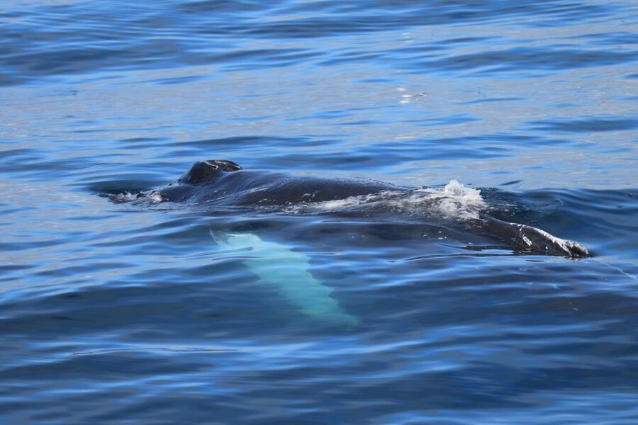Reykjavik: Best Value Whale Watching Boat Tour - Who this tour suits best (and who should think twice)