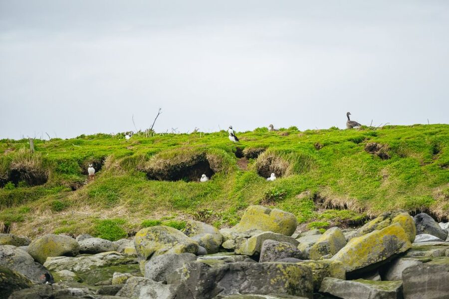 Reykjavik: Puffin Watching Boat Tour - Key highlights I’d prioritize