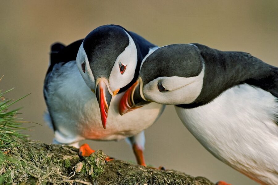 Reykjavik: Puffin Watching Boat Tour - Lundey and Akurey: where puffins show off (and which other birds join in)