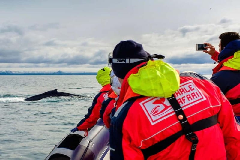 Reykjavik: Whale and Puffin Watching RIB Boat Tour - Key Things That Make This RIB Whale and Puffin Tour Worth It