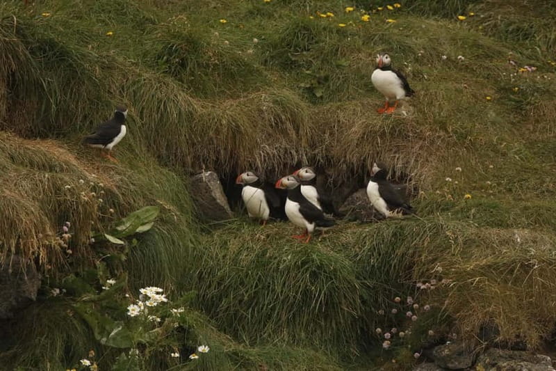 Reykjavik: Whale and Puffin Watching RIB Boat Tour - Should You Book This Reykjavik Whale and Puffin RIB Tour?