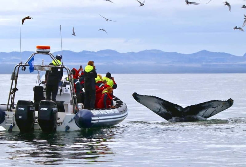 Reykjavik: Whale and Puffin Watching RIB Boat Tour - From Old Harbour to Open Water: The 2 Hours in Real Life