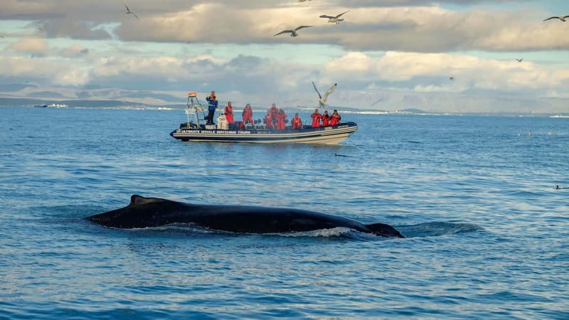 Reykjavik: Whale and Puffin Watching RIB Boat Tour - Puffins on Their Terms: What the Island Stop Feels Like