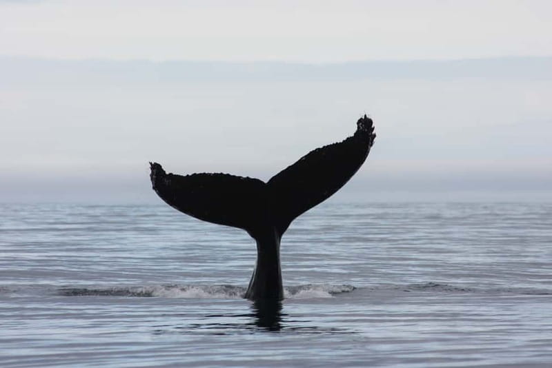 Reykjavik: Whale and Puffin Watching RIB Boat Tour - Whales and Dolphins Further Out: How the Crew Finds Targets