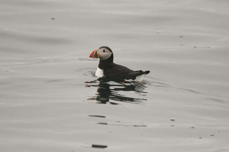 Reykjavik: Whale and Puffin Watching RIB Boat Tour - Gear That Actually Works: Staying Warm When You’re Getting Sprayed