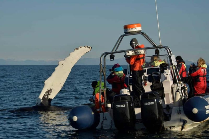 Reykjavik: Whale and Puffin Watching RIB Boat Tour - Price and Value: Is $200 for Two Hours Fair?