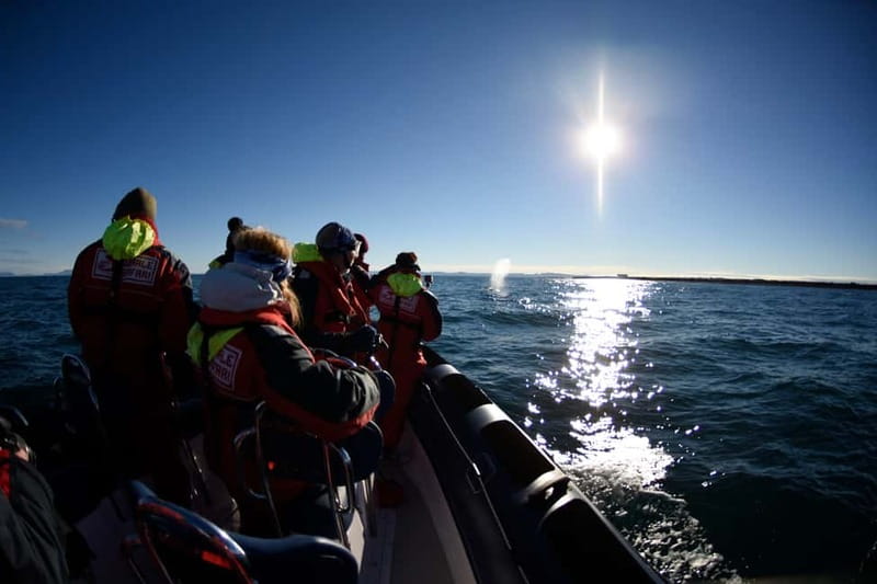 Reykjavik: Whale and Puffin Watching RIB Boat Tour - Who Should Book This RIB Tour (and Who Should Skip It)