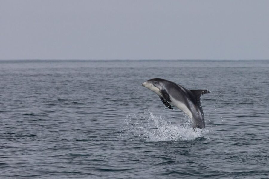 Reykjavik: Whales and Northern Lights Boat Tour - What You’re Looking For (And How the Guide Helps)