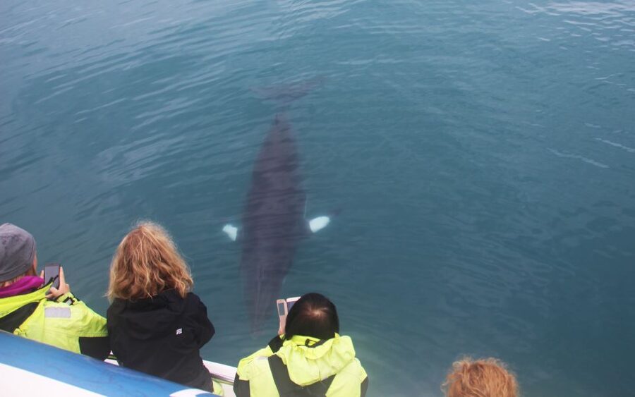 Reykjavik: Whales and Northern Lights Boat Tour - From Old Harbour to Faxaflói Bay: The Whale-Watching Part