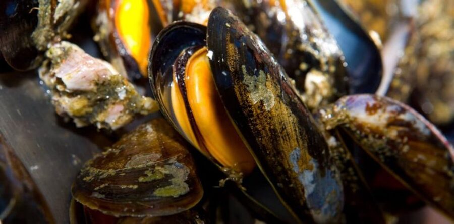 Ría de Arousa: Boat Ride to Mussel Farm with Tasting - Logistics that can trip you up (and how to avoid it)