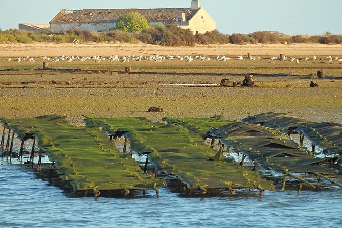 Ria Formosa - Boat trip to the 3 Islands: Armona | Culatra Island | Lighthouse - What You’ll Likely Appreciate Most