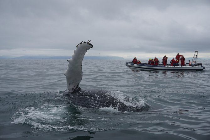 RIB Whale Watching Small-Group Boat Tour from Reykjavik - Why a small RIB makes whale watching better