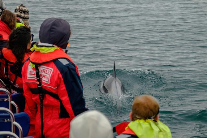 RIB Whale Watching Small-Group Boat Tour from Reykjavik - Whale safari in Faxafloi Bay: the real 90-minute wildlife search