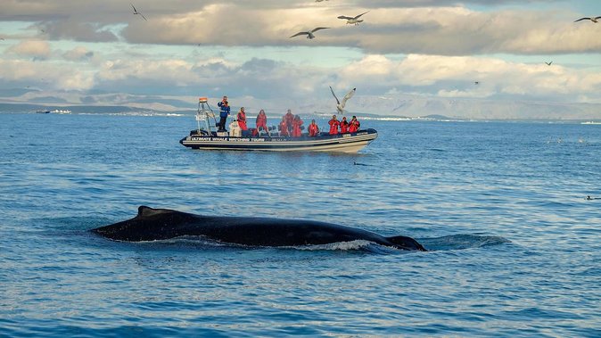 RIB Whale Watching Small-Group Boat Tour from Reykjavik - What it feels like to watch whales up close from a small RIB